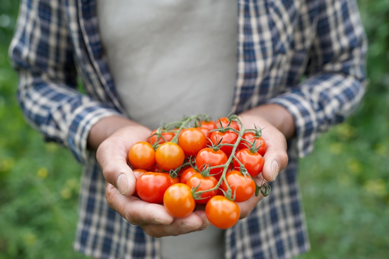 憑著他們的果子