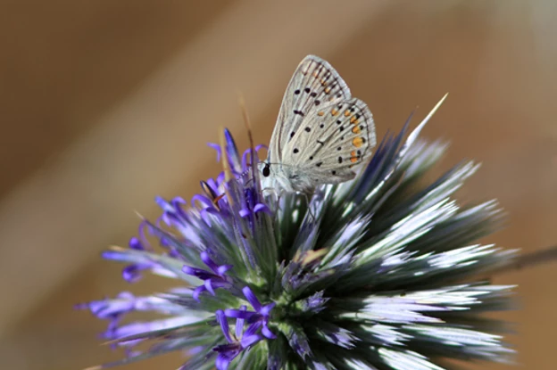 存感謝的心領受