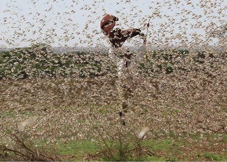 這蝗蟲遮滿地面 甚至地都黑暗了