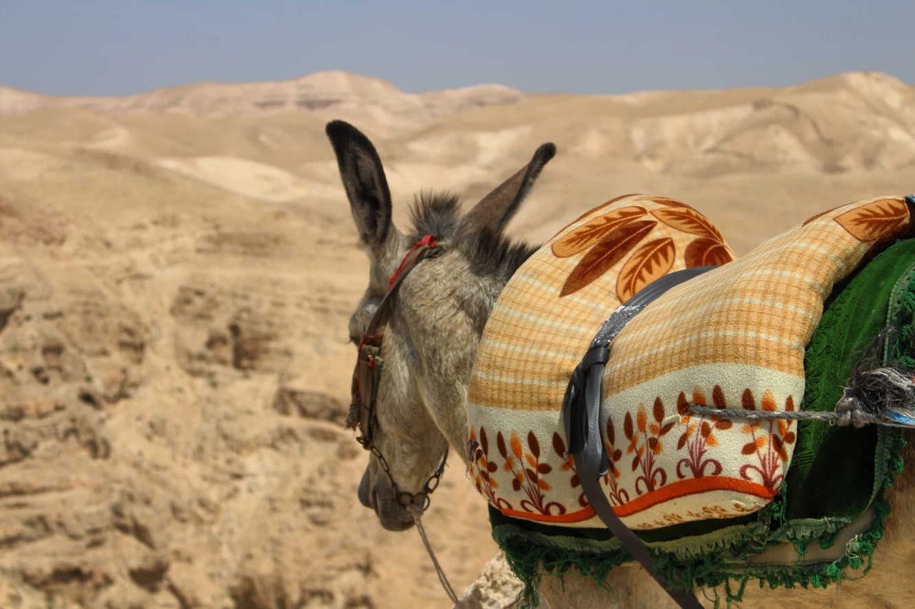 顛覆世俗的王者 II