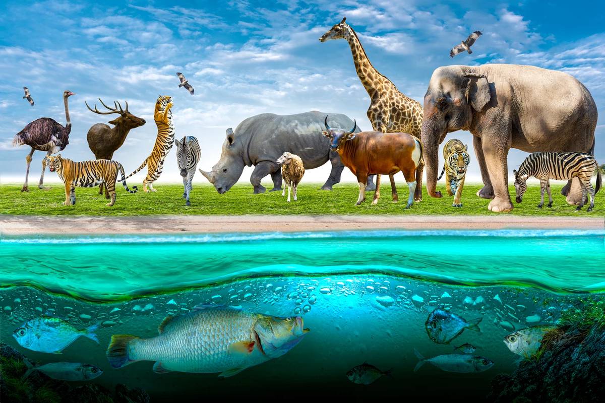 字斟句酌創世記 各從其類