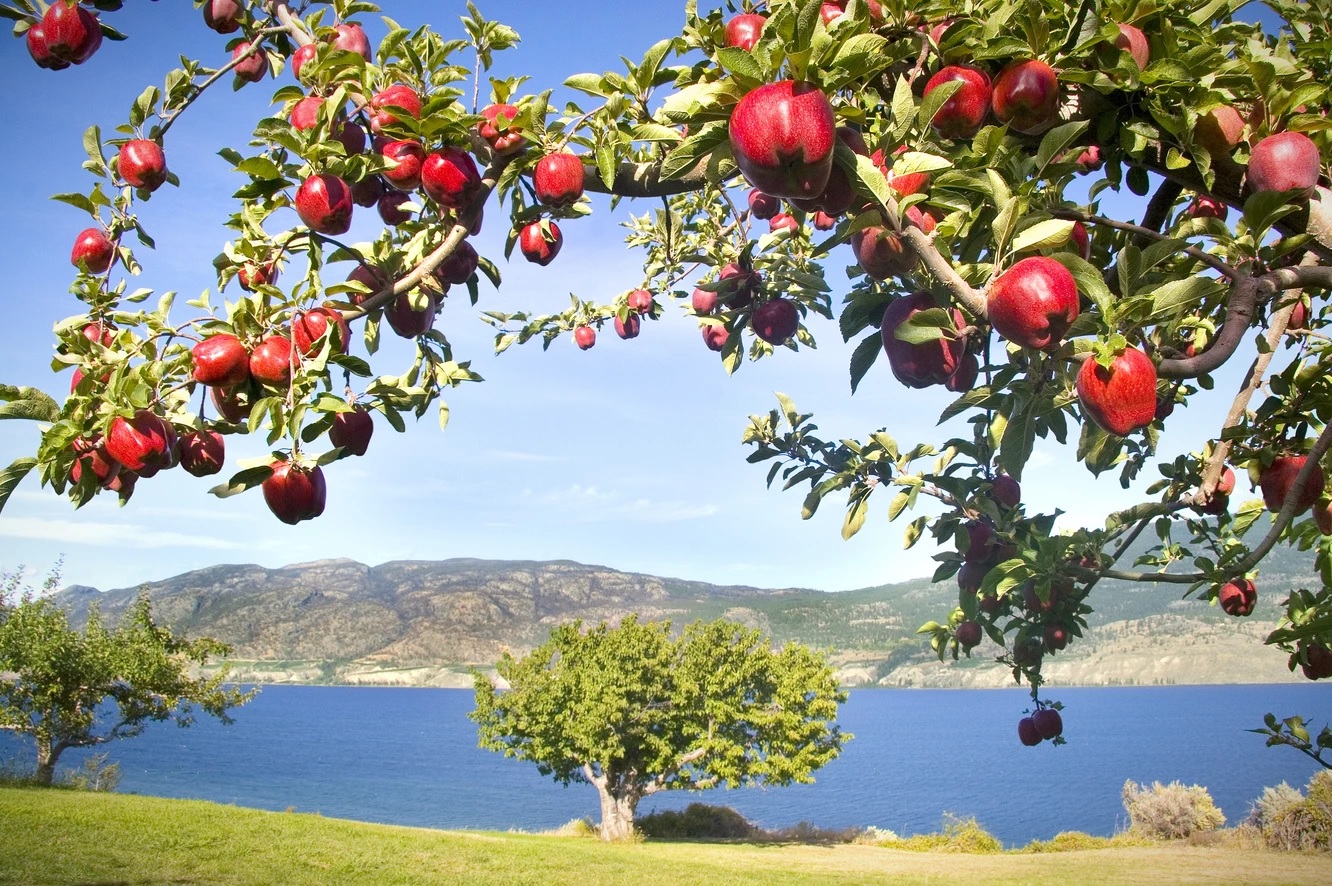 時代記號的開展 V