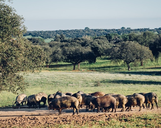 格拉森的…我 III -耶穌憐憫