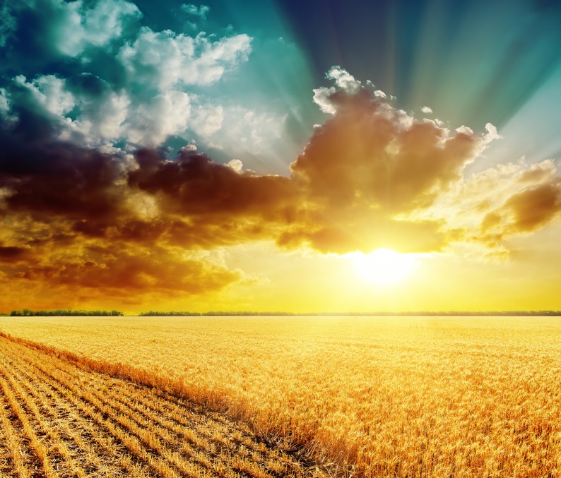 倚靠行奇事的主