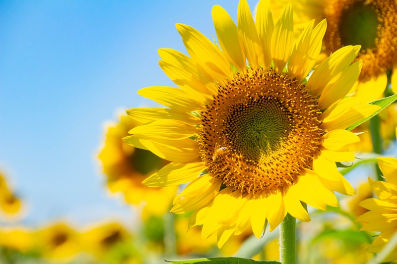 節期系列-普珥節-咒詛變祝福 下