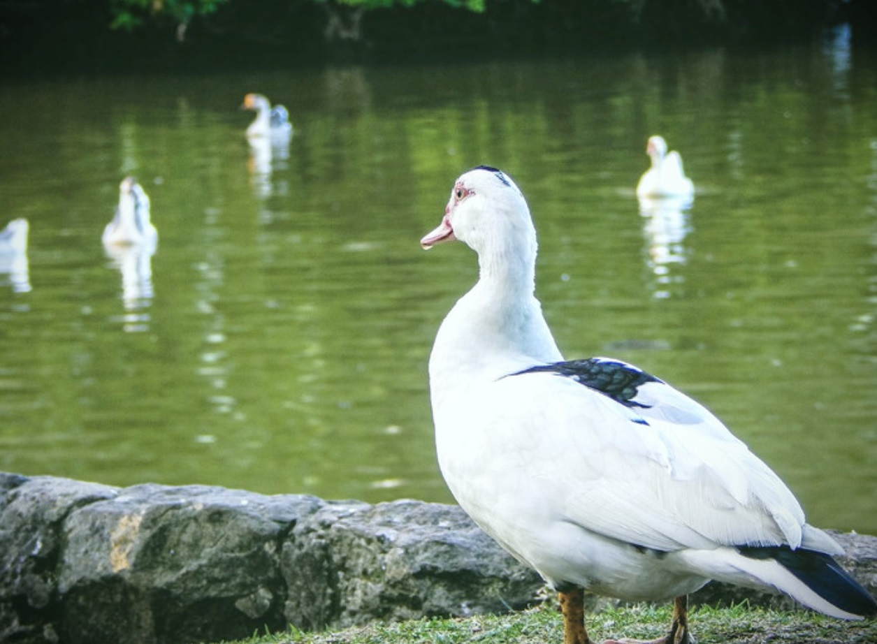 「別人的」更好?