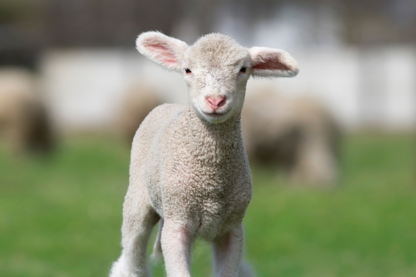 有牧者在的小羊