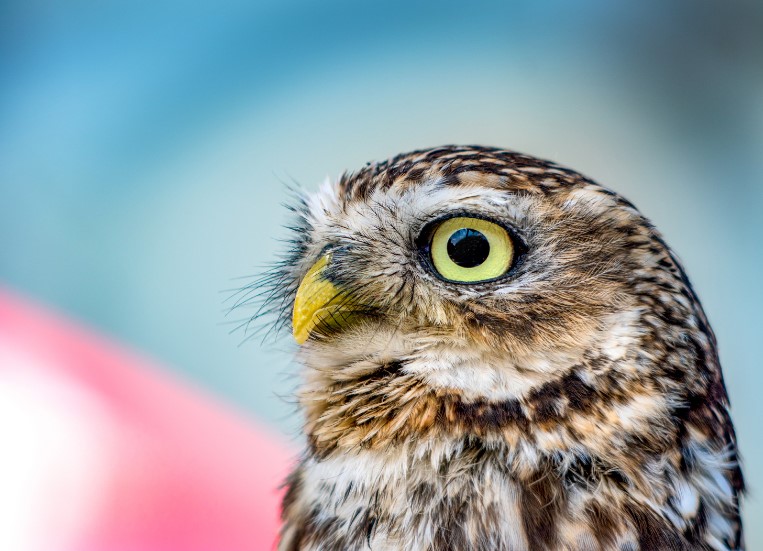 困苦中的預備 XI 謹慎與警醒