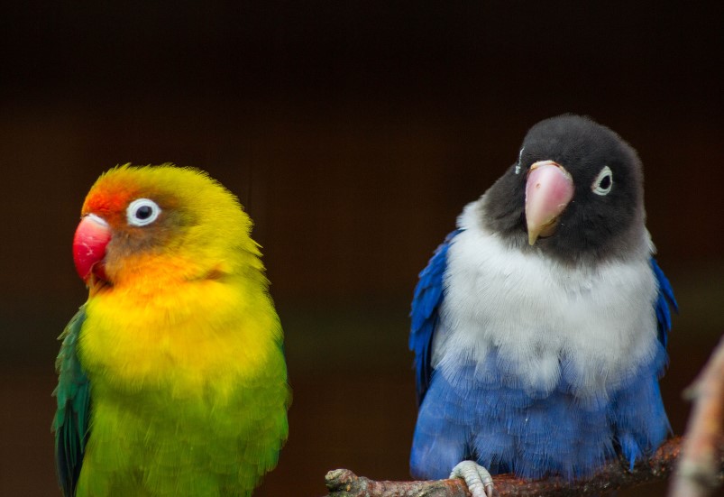 愛仇敵是不可能的任務?