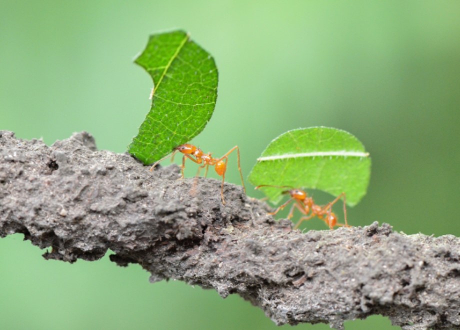復興新開始 II 勤奮每天