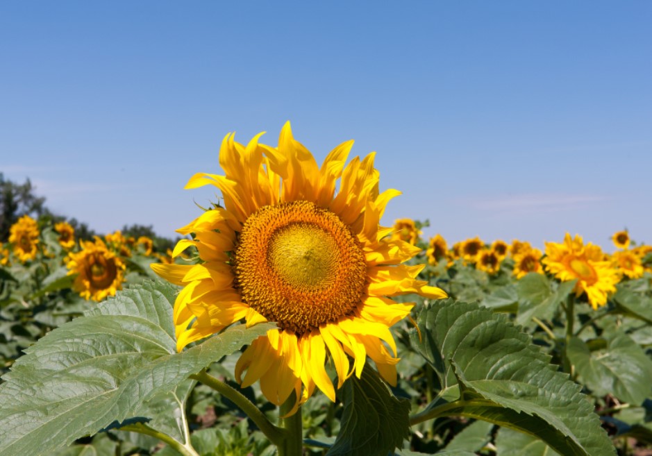 美善的神 作美善的事