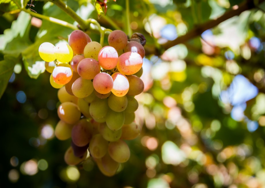 活着 VIII 與主相連