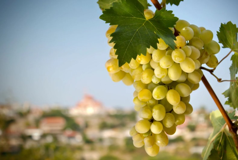 在愛中相屬聯合的生命 I