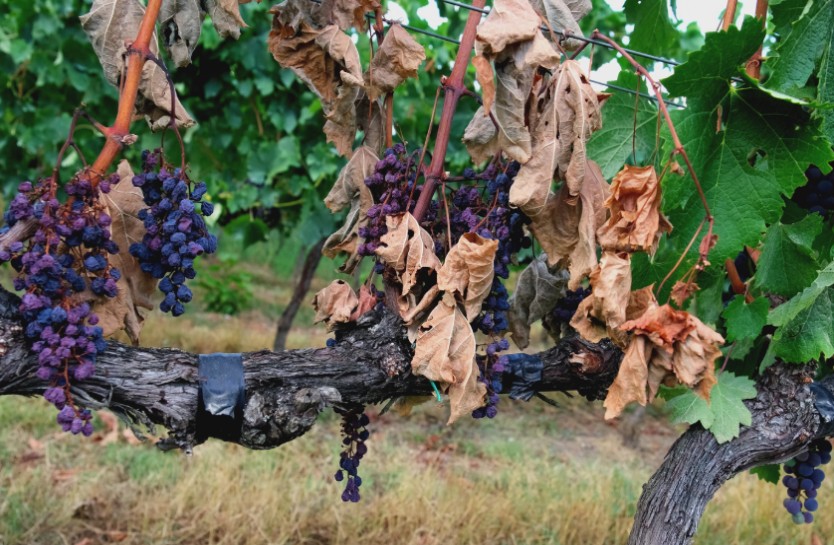 在愛中相屬聯合的生命 II