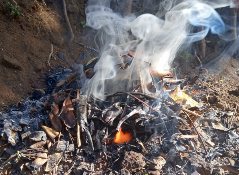 在愛中相屬聯合的生命 V 兩種枝子