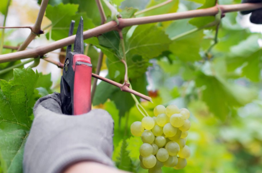 在愛中相屬聯合的生命 VII 由神話事