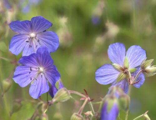 6月3日