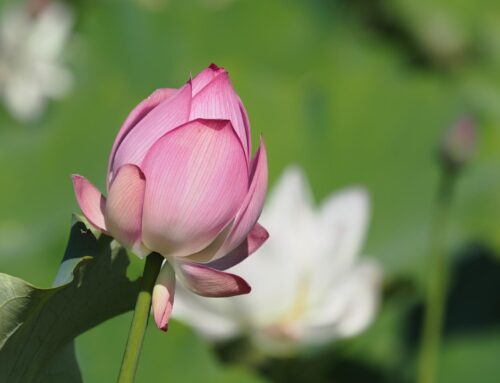 7月7日