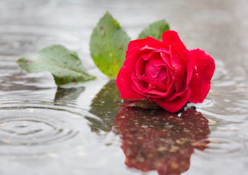 一個凄美的愛情故事