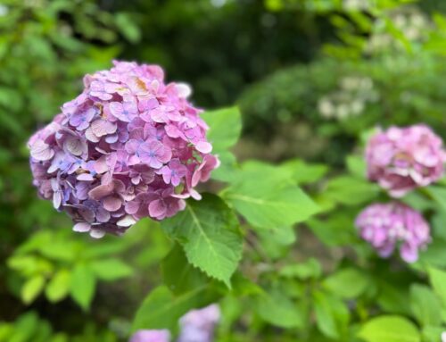 8月15日