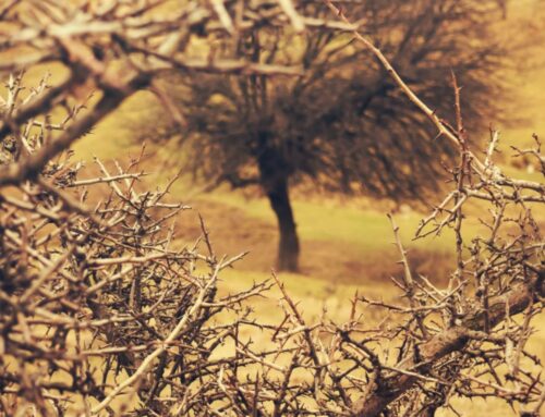 飛砂風中轉 IX 給忠心僕人的鼓勵