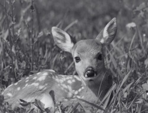 詩篇42篇的啟示