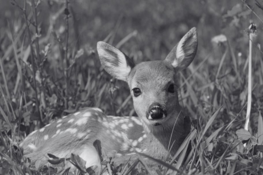 詩篇42篇的啟示