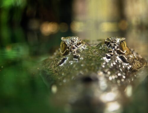 自知而後知上主