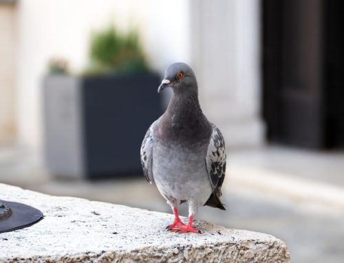 靈巧像蛇 馴良像鴿子 (一)