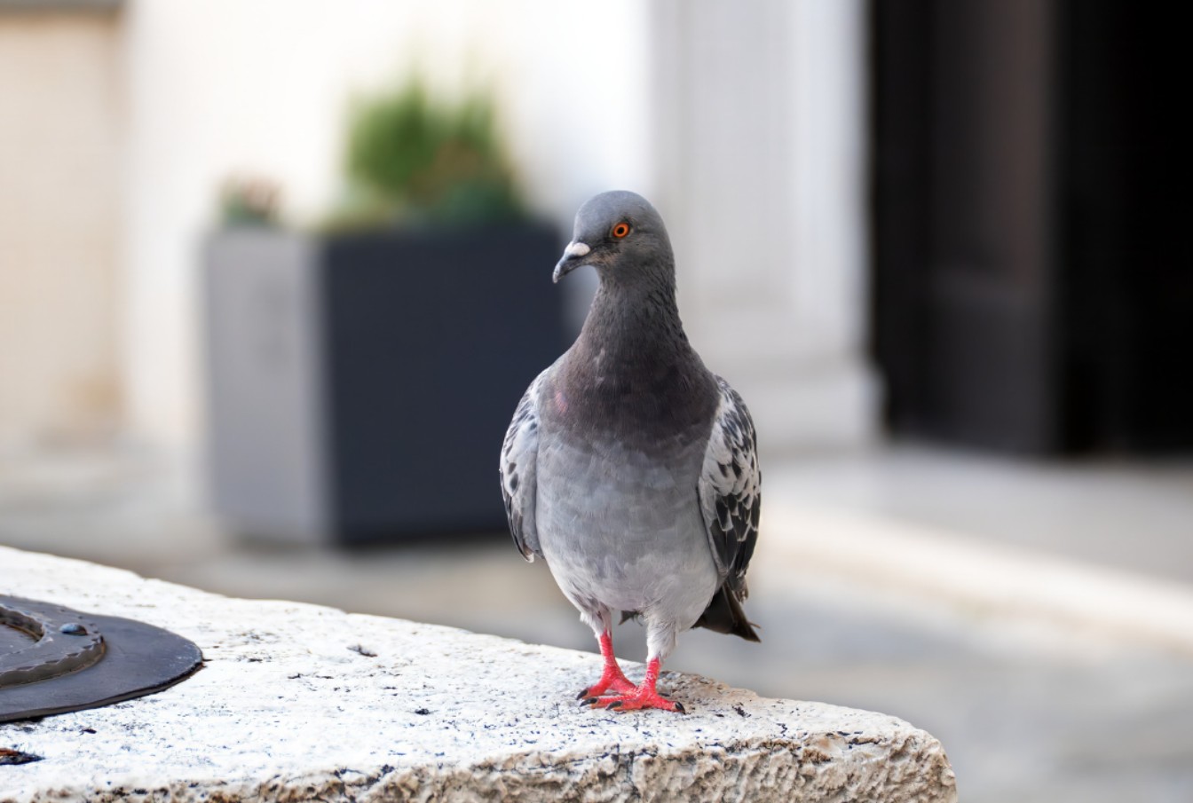 靈巧像蛇 馴良像鴿子 (一)