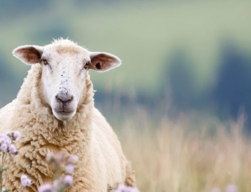 靈巧像蛇 馴良像鴿子 (二)