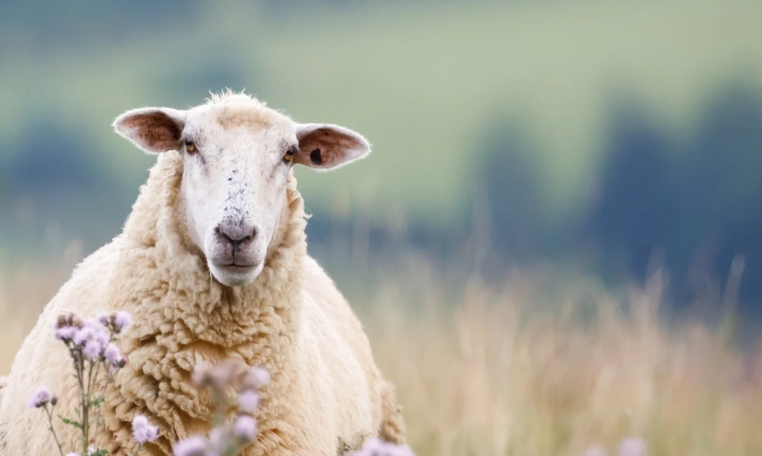 靈巧像蛇 馴良像鴿子 (二)