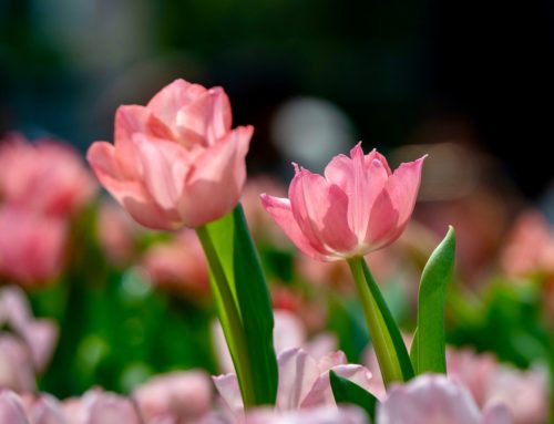 5月4日