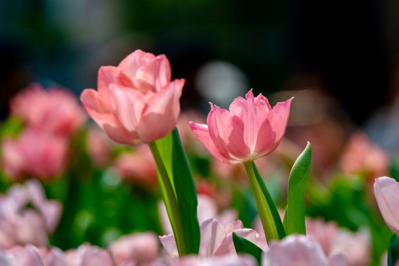 5月4日