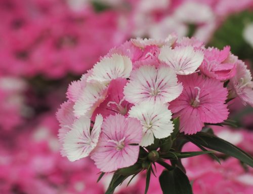 5月10日