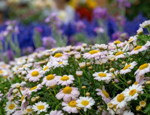 6月1日