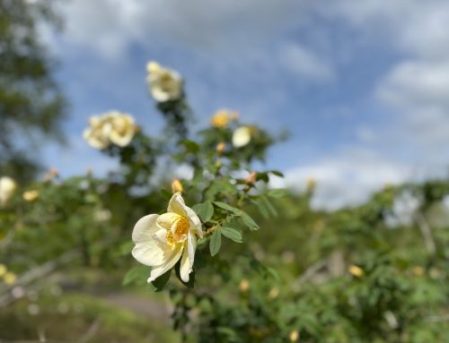 6月25日
