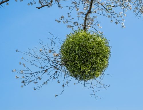 8月12日