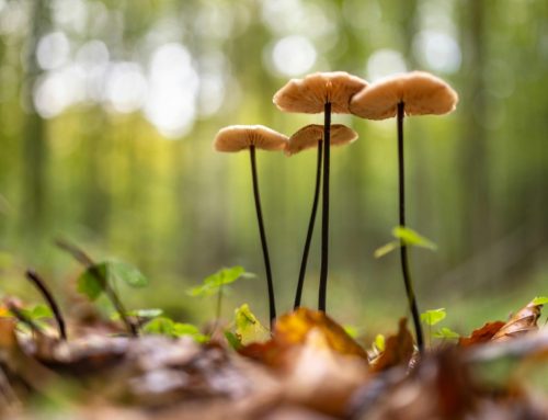 9月17日
